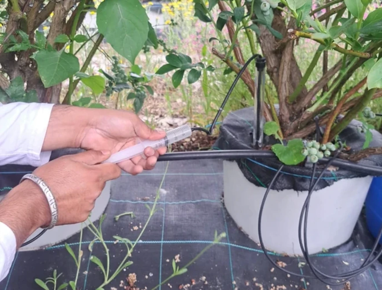 Do we really know what our berry plants need?-image