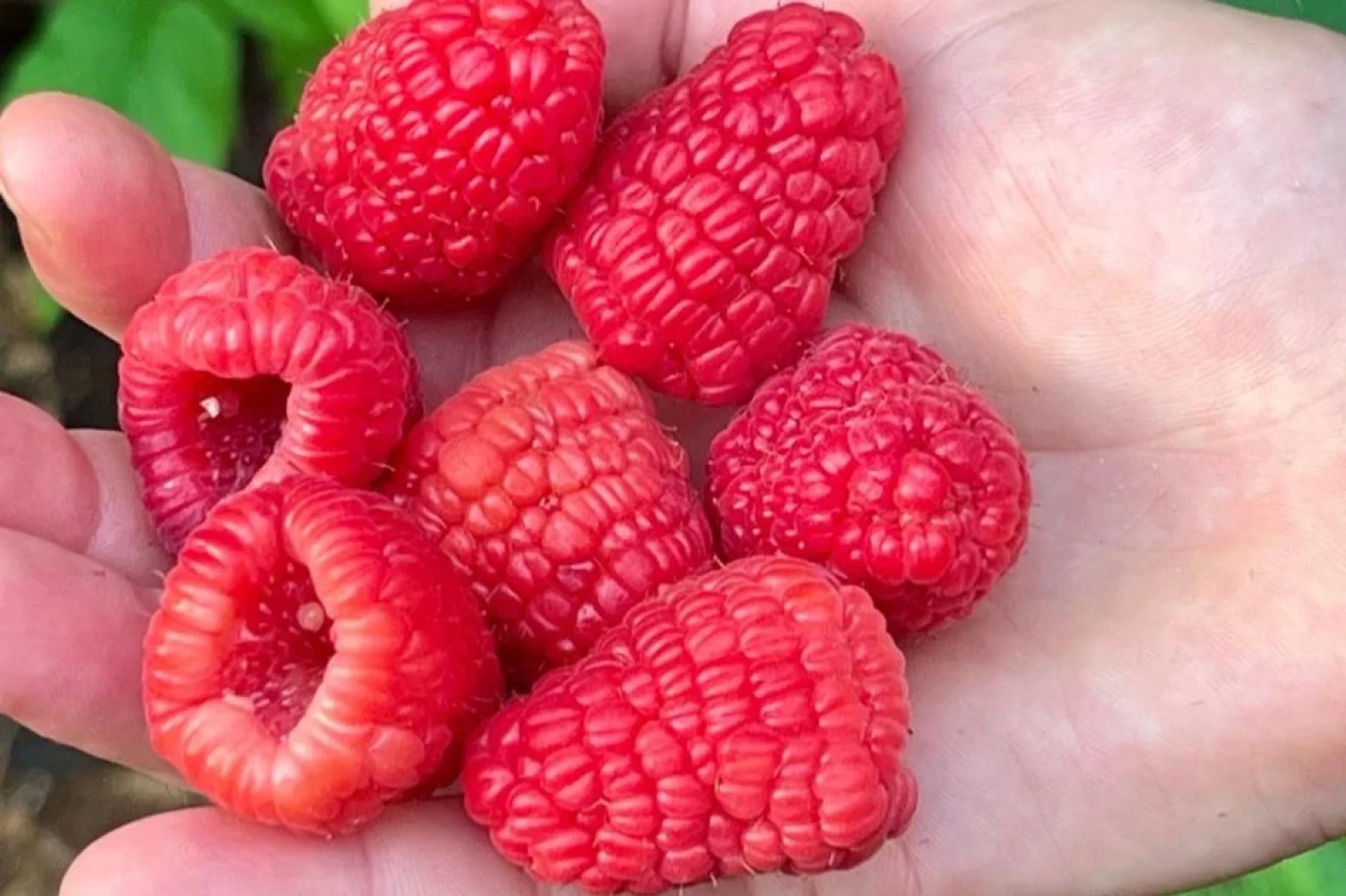 Easy Rose, il nuovo lampone di Lucchini Berries ad elevata plasticità agronomica-image