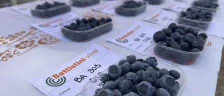 Battistini Vivai: tutte le nuove varietà di mirtillo e lampone presentate alla Mostra Pomologica 2026-image