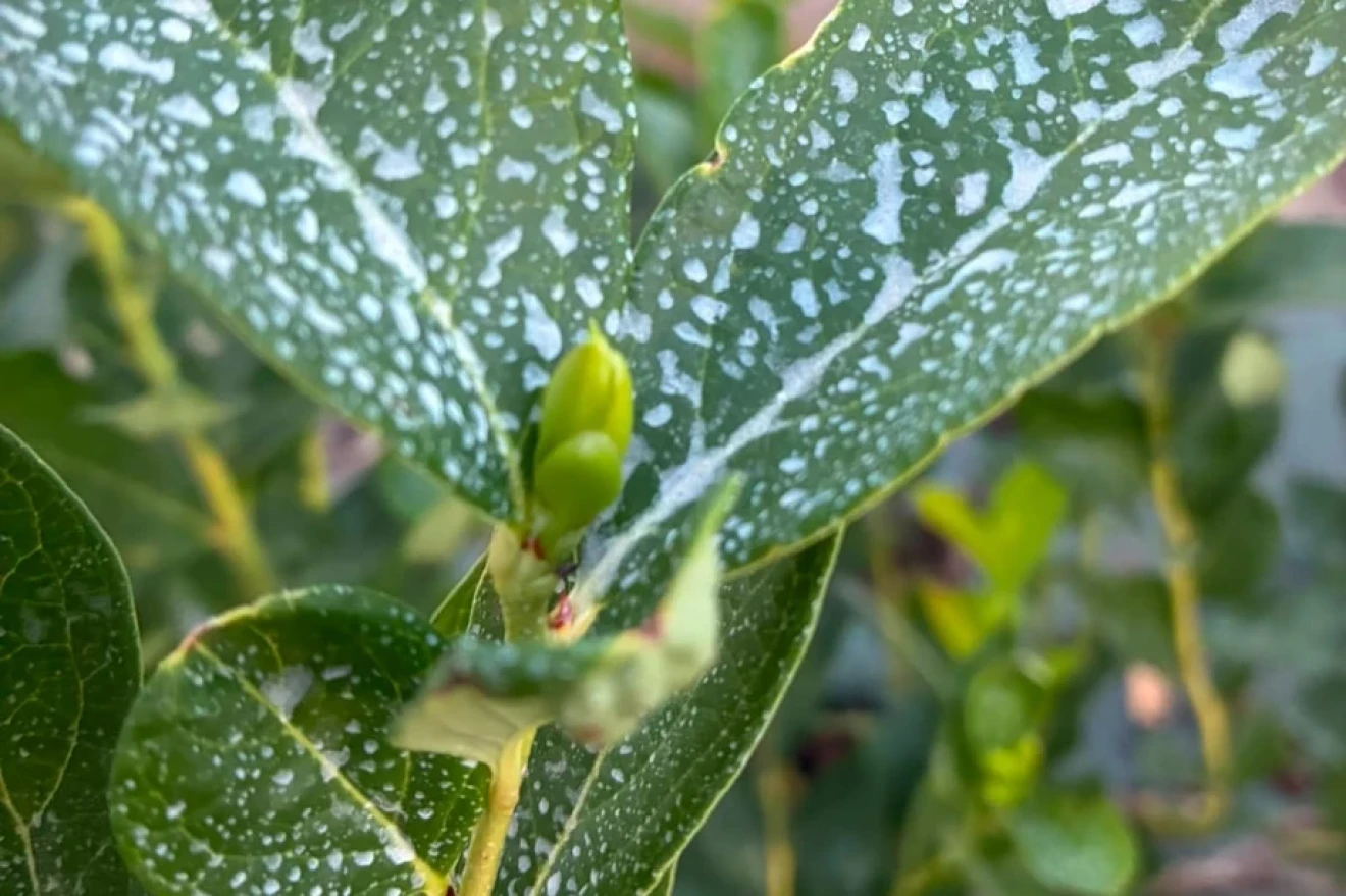 Il brix fogliare nei piccoli frutti: quando un semplice numero rivela una complessa storia vegetale-image