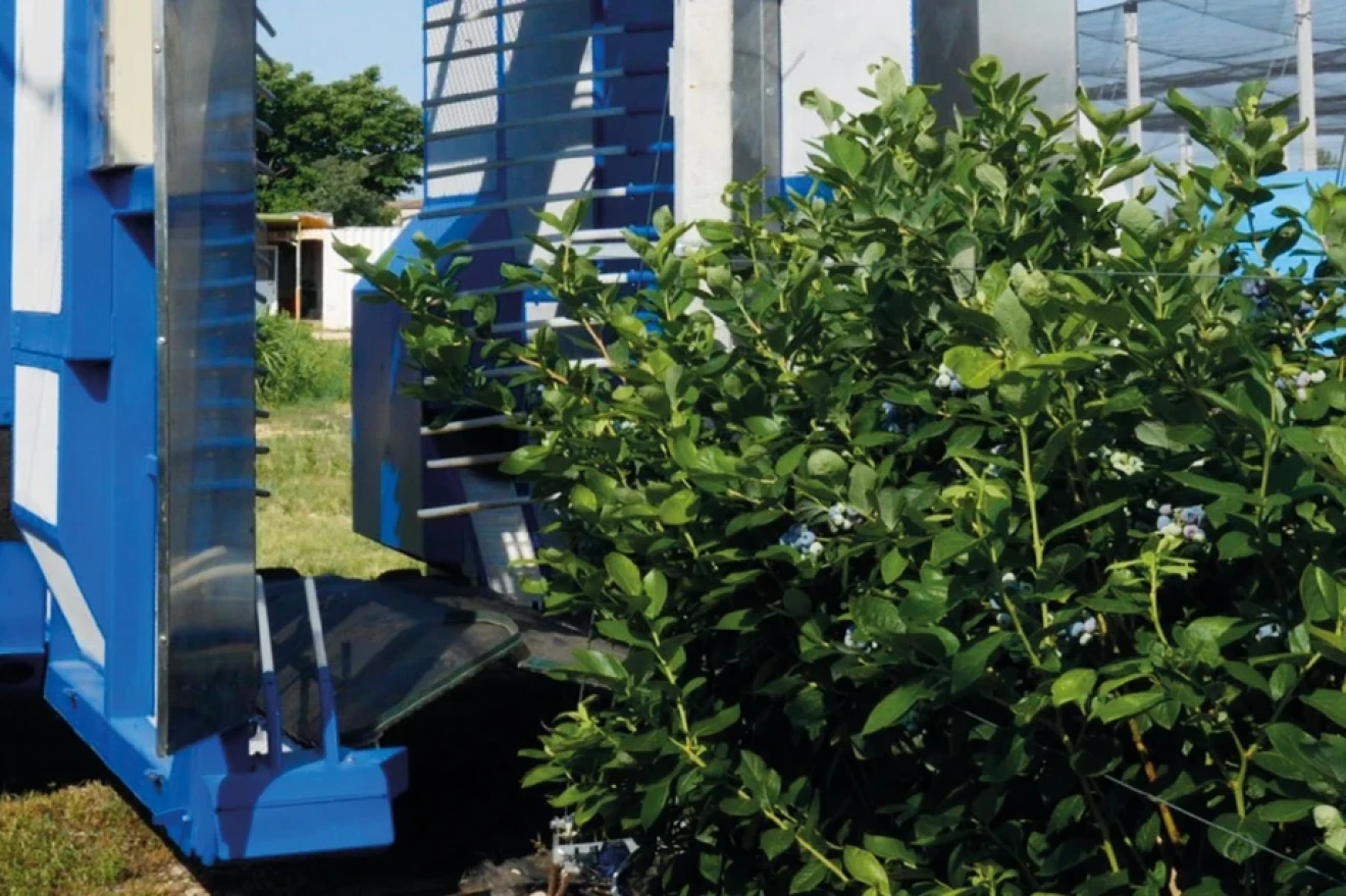 Mechanical blueberry harvesting: quality, waste, agronomic and varietal choices-image