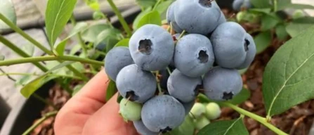 BerryWorld Orb: il primo mirtillo 100% britannico debutta sul mercato UK-image