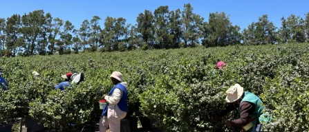 South Africa: blueberry production set to reach nearly 39,000 tonnes in 2025/26-image