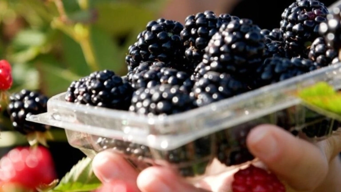 Sweet-Ark Immaculate: thornless blackberry for the fresh market, sweet and innovative-image