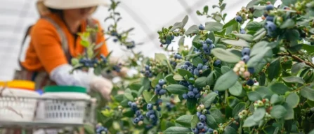 China: blueberry boom in Yunnan amid export growth-image