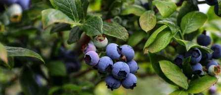 US blueberries: $850K USDA funding to boost exports and expand global strategic markets-image
