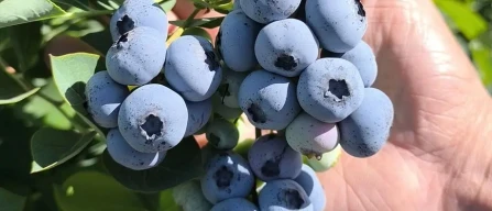 Chile: seminar on optimising operational management in the blueberry sector-image