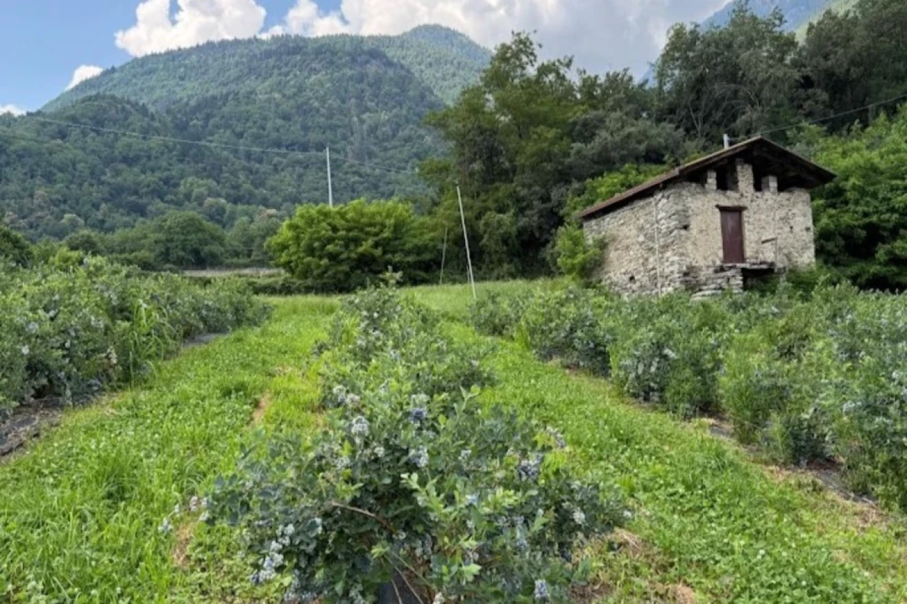 Il segreto della Valle Blu tra territorio e innovazione-image