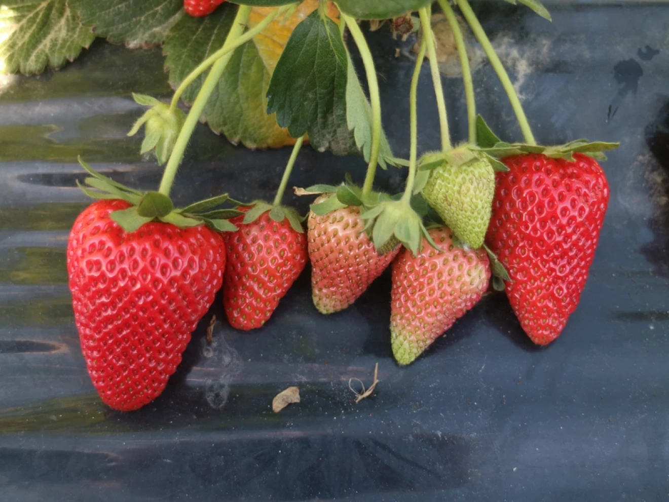 GIUSY® CIVH413, una nuova varietà unifera per il segmento premium della fragola-image