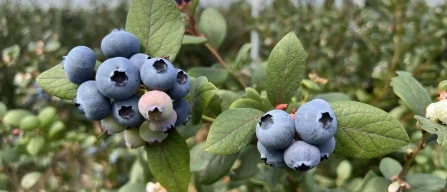 The Berry Collective: Australia’s largest blueberry marketing alliance-image