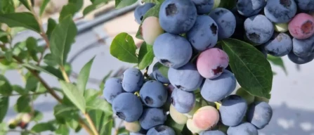 Highland Charm: Scotland’s first blueberry from JHI-image