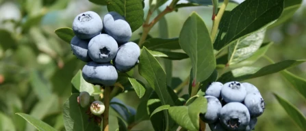 Blueberry quality: highbush vs rabbiteye cultivars in Georgia and the Southeastern USA-image