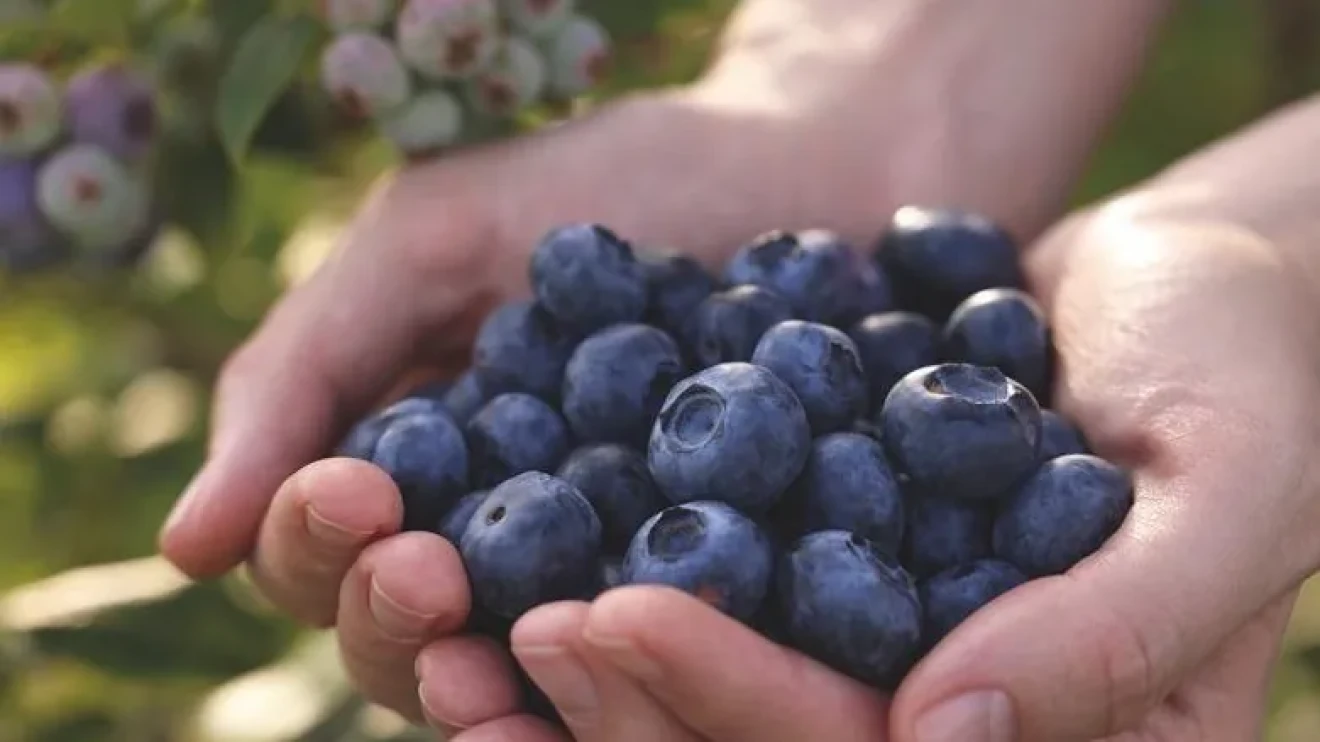 Functional blueberries: a new global consumption era-image