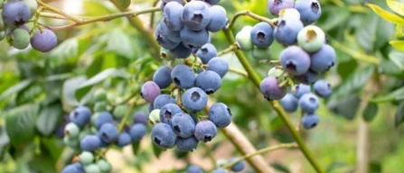Argentinian blueberries: new varieties focus on early ripening and organic production-image