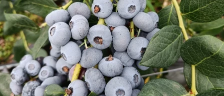 Blueberry: a technical seminar on new resilient varieties at Laimburg-image