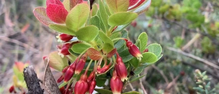Asian origin of Hawaiian blueberries revealed: a rare plant migration from Japan to Hawaii-image