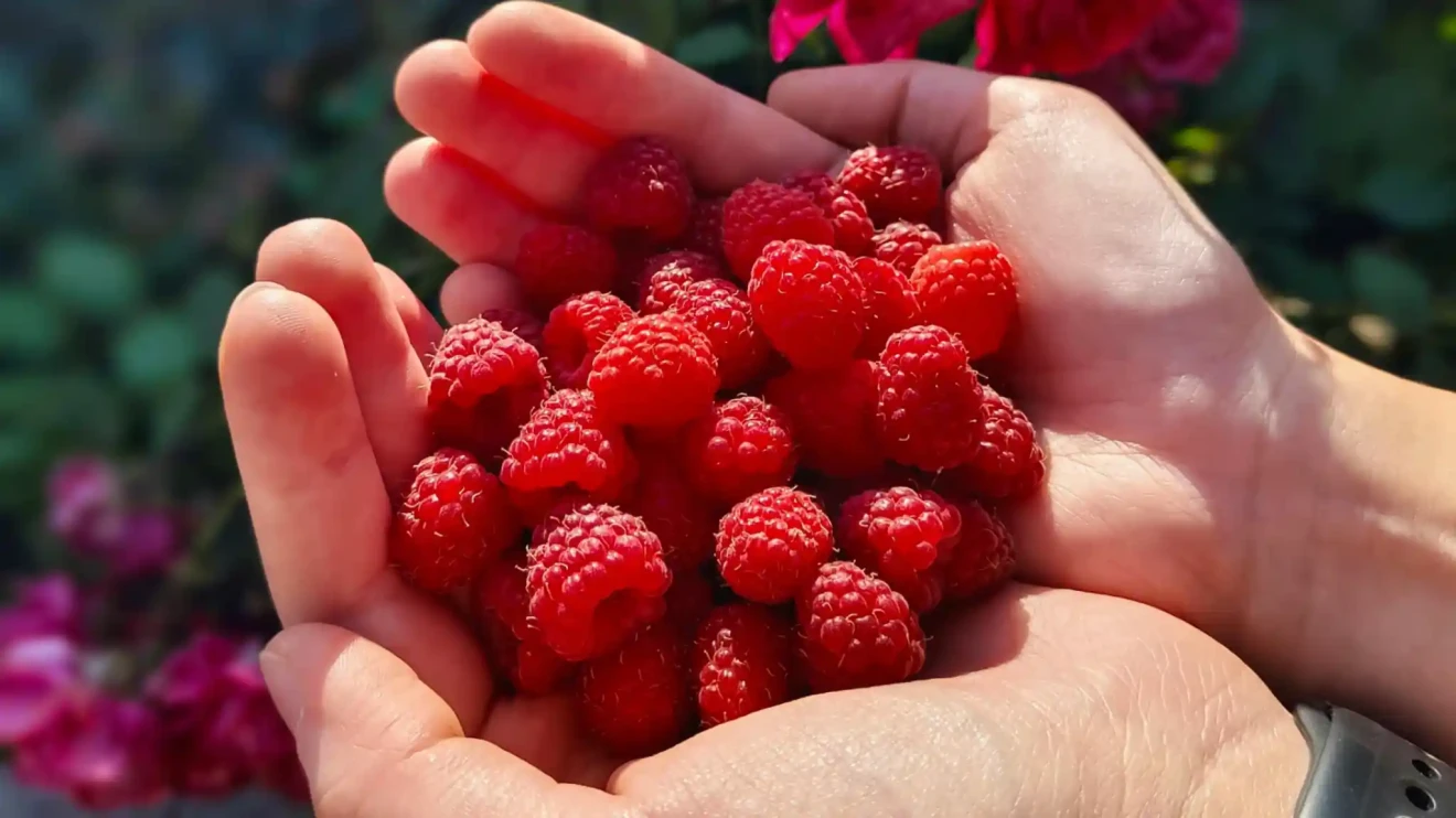 Settimana 2 del 2026: lamponi +3,1% nella gdo online italiana-image