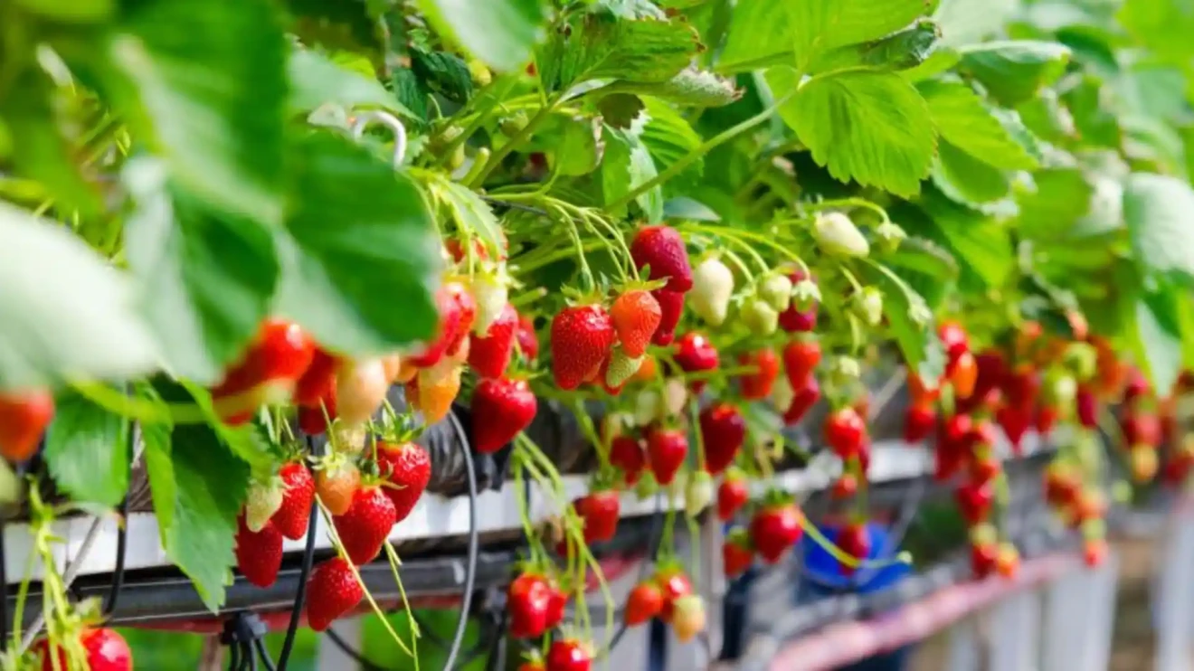 Netherlands boom: strawberries double in 15 years-image