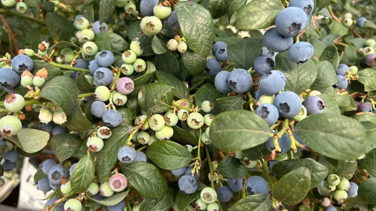 Andalusia emerges as Europe's second top blueberry producer after Poland: growth and export trends-image