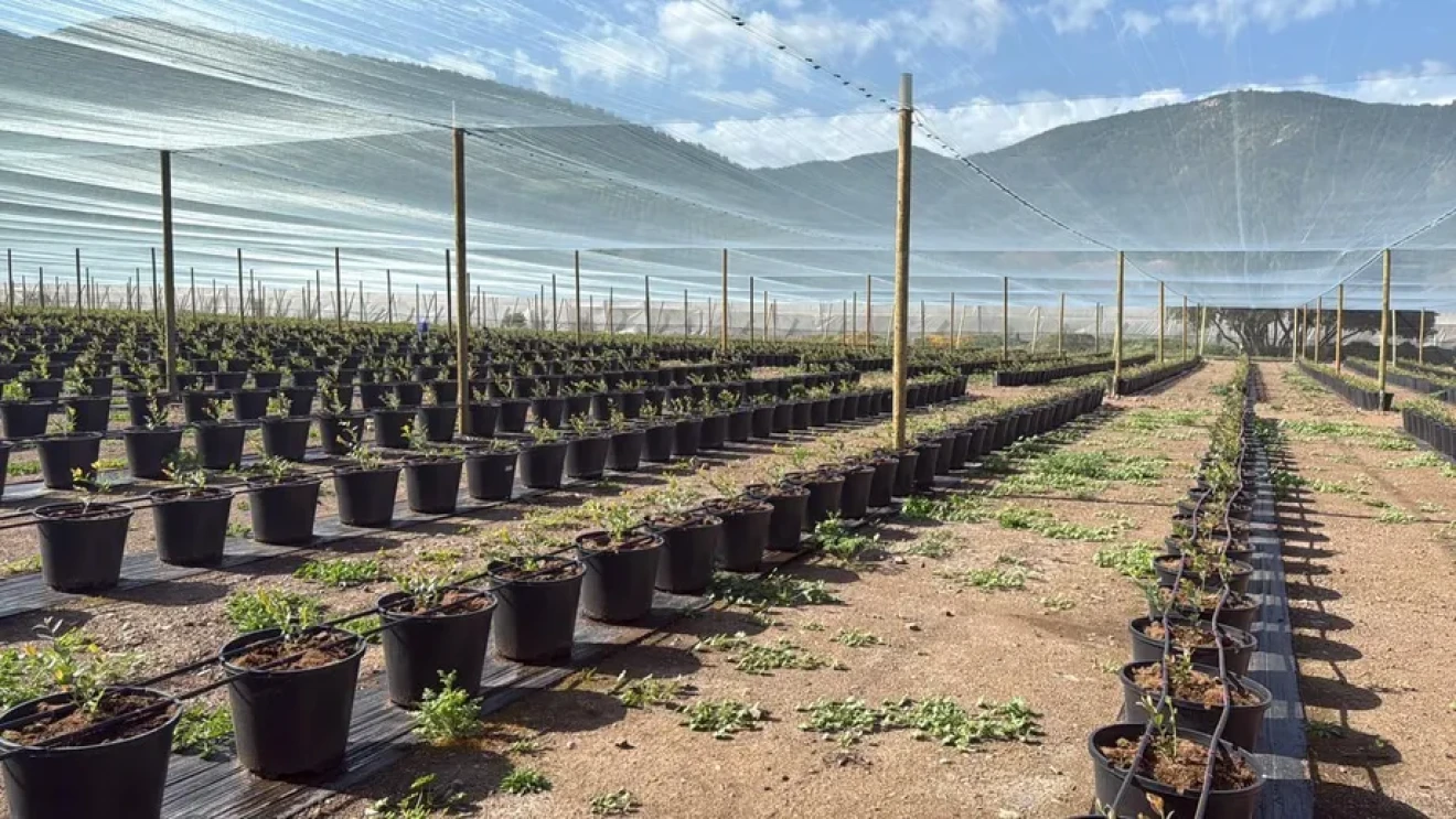 Ottimizzare la produzione di mirtilli: Intervista a Sebastián Ochoa sulle migliori pratiche agronomiche-image