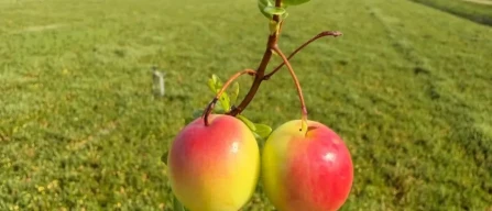 Fresh cranberries beyond Christmas: Fruit World’s proposal for the UK market-image