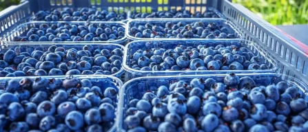 Cresce il consumo di mirtilli in USA, Europa e Asia: export Perù e Marocco guidano il mercato-image