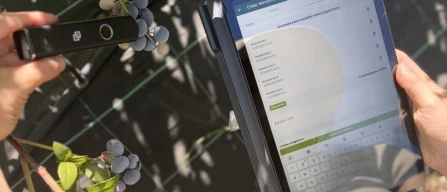 INIA sviluppa un Reporte Digital per migliorare qualità ed export dei mirtilli cileni-image