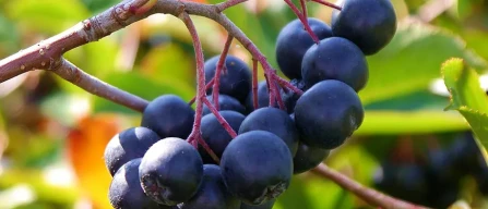 Aronia, the Native American superfood that conquered Poland-image