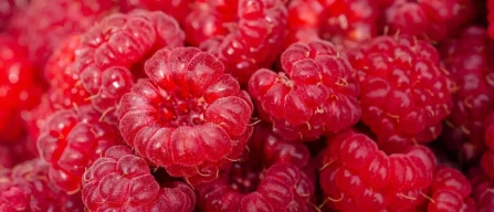 Agrivoltaico in Fiandre: lamponi e energia solare per un'agricoltura sostenibile e innovativa-image