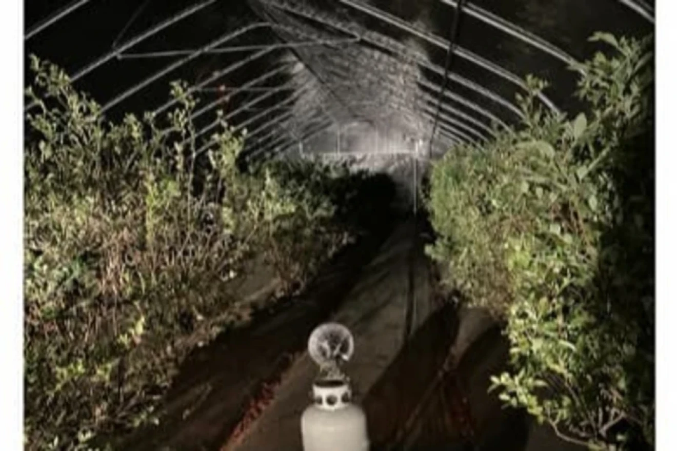 Heating and ventilation tunnels to bring forward and increase blueberry yields-image