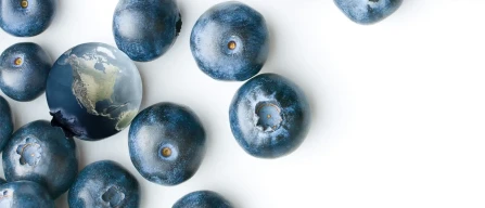 USA: USDA invests $285 million to boost blueberry exports to Canada and Asian markets-image