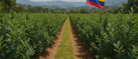Export mirtilli Colombia: il boom che sfida i big del mercato globale-image
