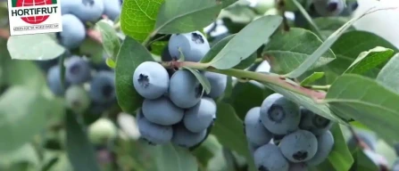 Hortifrut exits Mexico and shifts focus to Peru and China: global turning point for blueberries-image