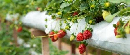 Produzione record di fragole, mirtilli e lamponi negli Stati Uniti: boom in California, Florida e Maine-image