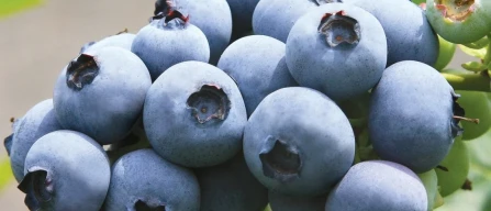 Tre leader globali dei berries coordinano gli eventi per l’innovazione varietale-image