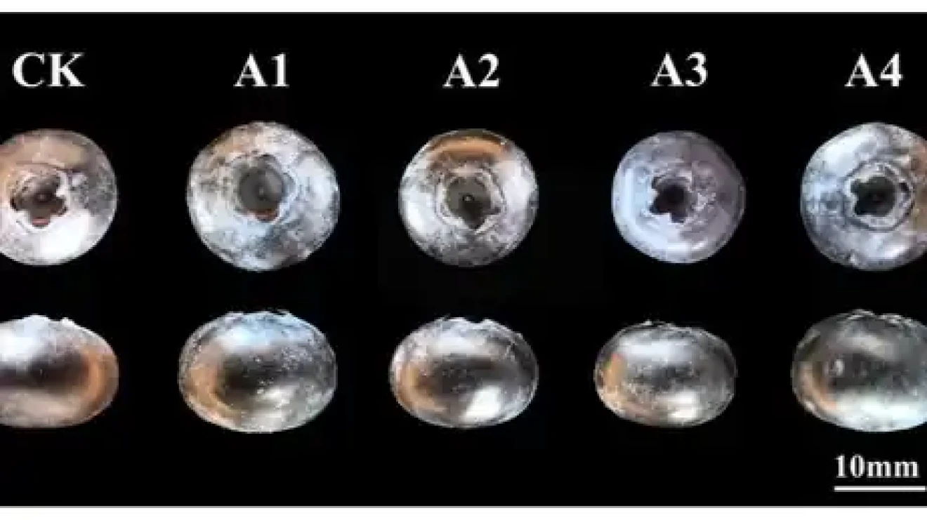 Bigger fruits, different textures: what the study on ‘Reka’ blueberry pollination reveals-image