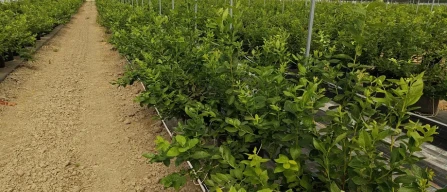 Blueberries: soil or substrate, the technical choice that determines profitability and risk plantation-image