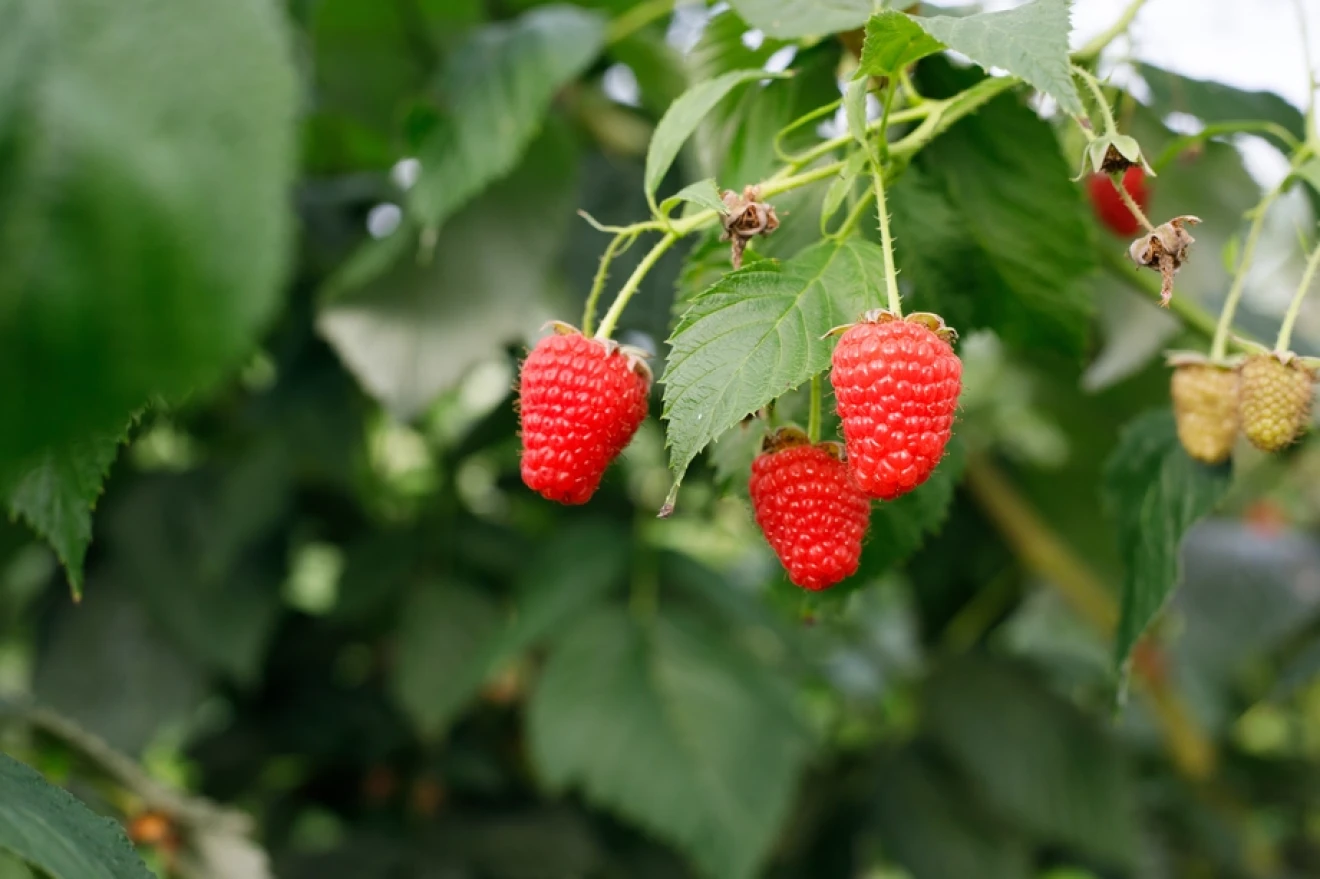 Fall Creek targets raspberry and blackberry growth through breeding and nursery quality-image