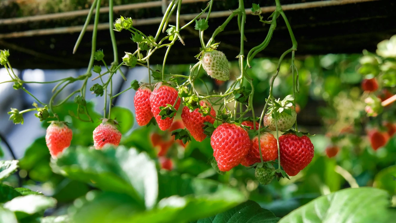 The consumption of berries in Spain: the rise of strawberries-image