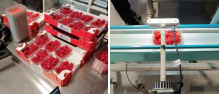 Raspberry AI: revolution in European packing houses-image