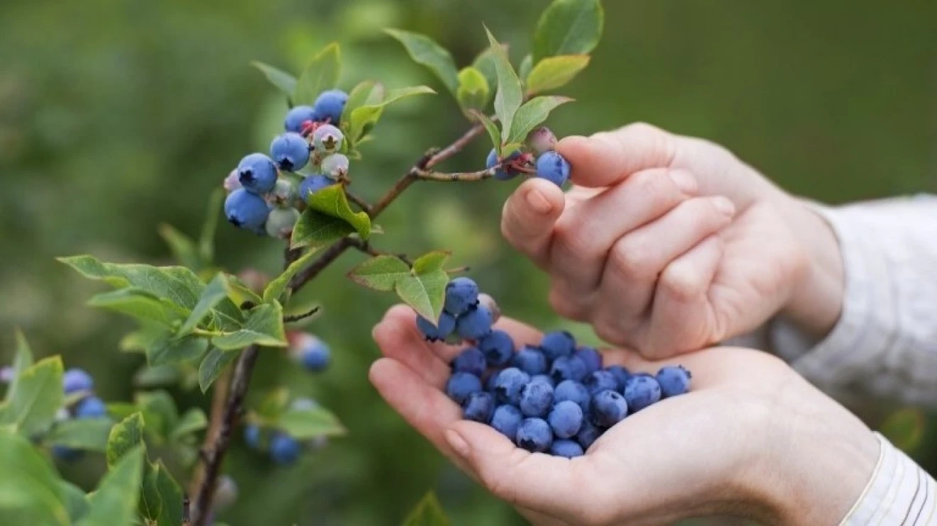 Blueberry in India: genetics, climate and cold chain will shape the future of the industry-image