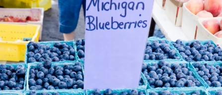 Struggle for survival: the challenges of Michigan blueberry growers and the role of the H-2A program-image