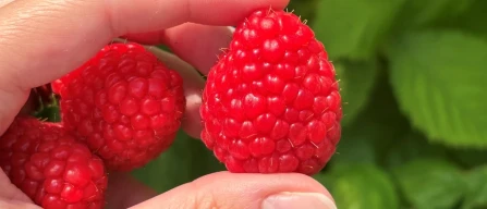 G-Viva: the new primocane raspberry yielding 28 t/ha-image