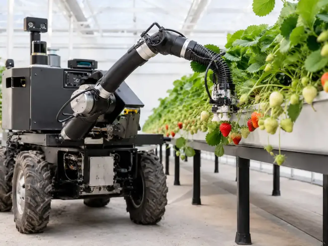 Robotica e piccoli frutti: dal laboratorio al campo-image