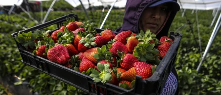 Storms devastate berry crops in Portugal, Spain and Morocco as production collapses-image