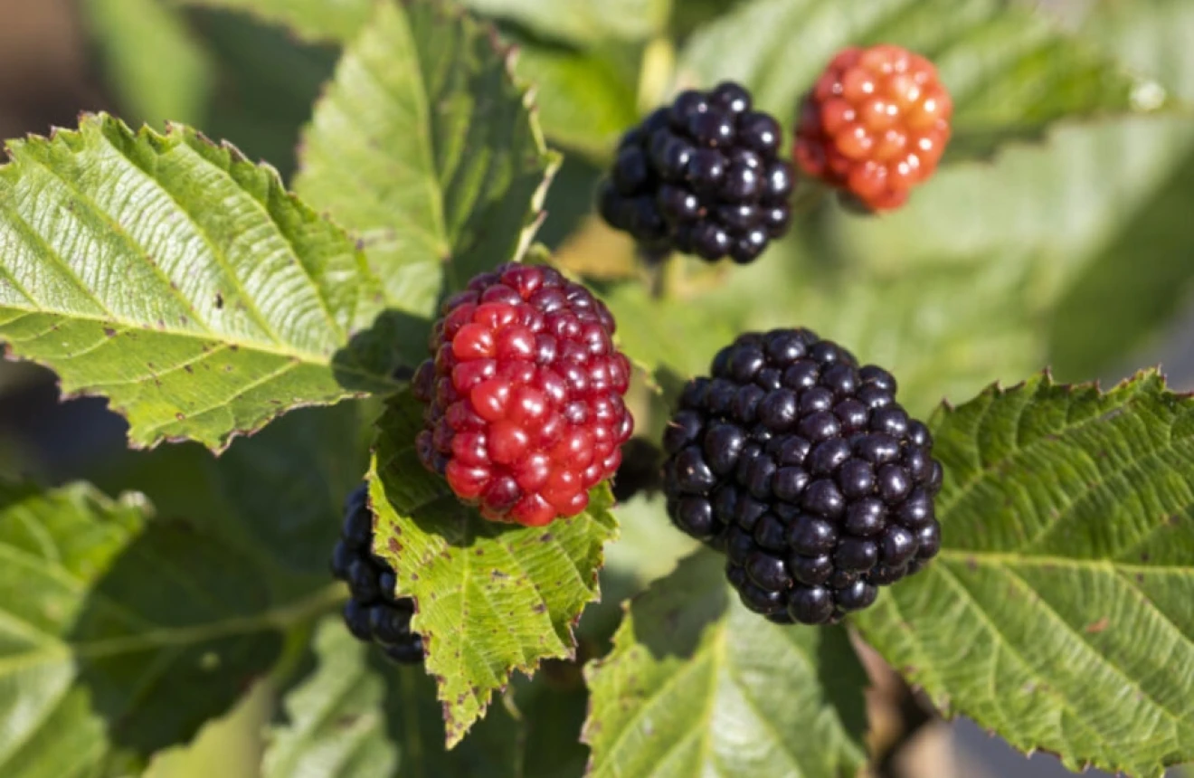 Blackberries in Florida: the new sweet venture in berries-image