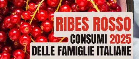 Ribes in Italia 2025: recuperano compratori e volumi, ma resta debole l’intensità di acquisto-image