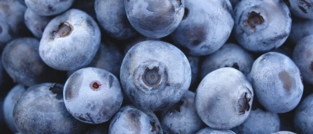 Blueberries: ARS-USDA technologies to combat post-harvest diseases-image