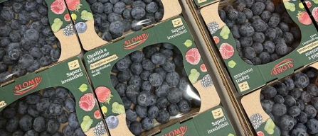Slomp: blueberry volumes, pack sizes and consumption are set to rise in 2026-image