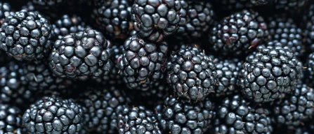 Mirtilli e more hanno il maggior potenziale di crescita tra i berries-image